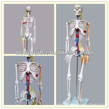 Mittleres menschliches Skelettmodell, 85CM Skelett